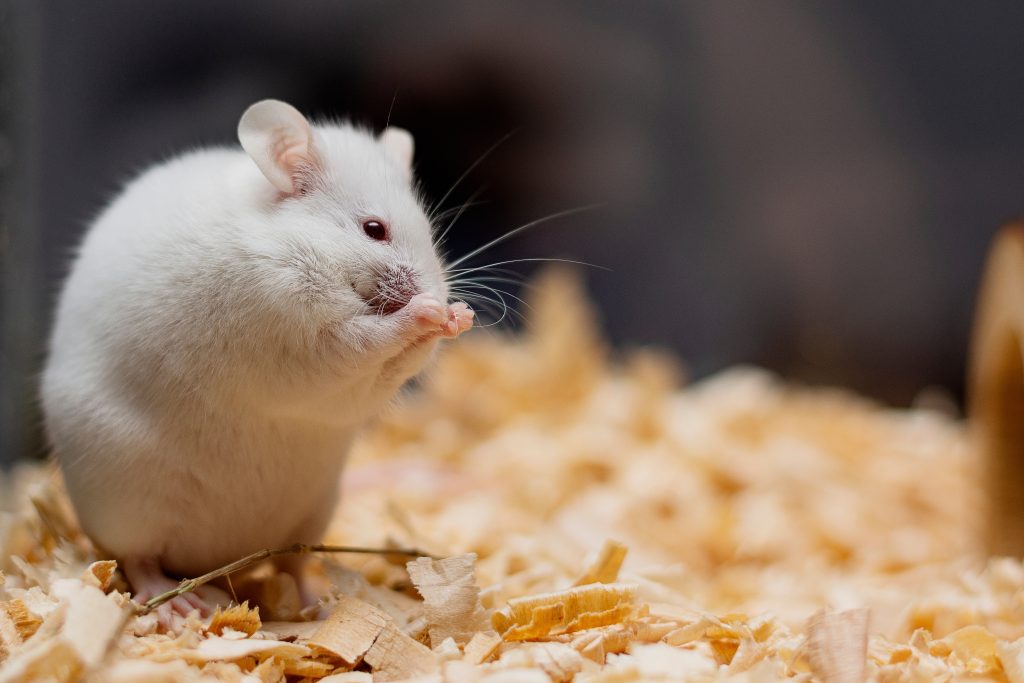 Learn how cage-level humidity and temperature shape thermogenesis, energy expenditure and metabolic outcomes in rodent studies. Real data, mechanisms and insights.